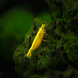 A bright yellow shrimp with a distinctive golden stripe along its back, perched on a green mossy surface.