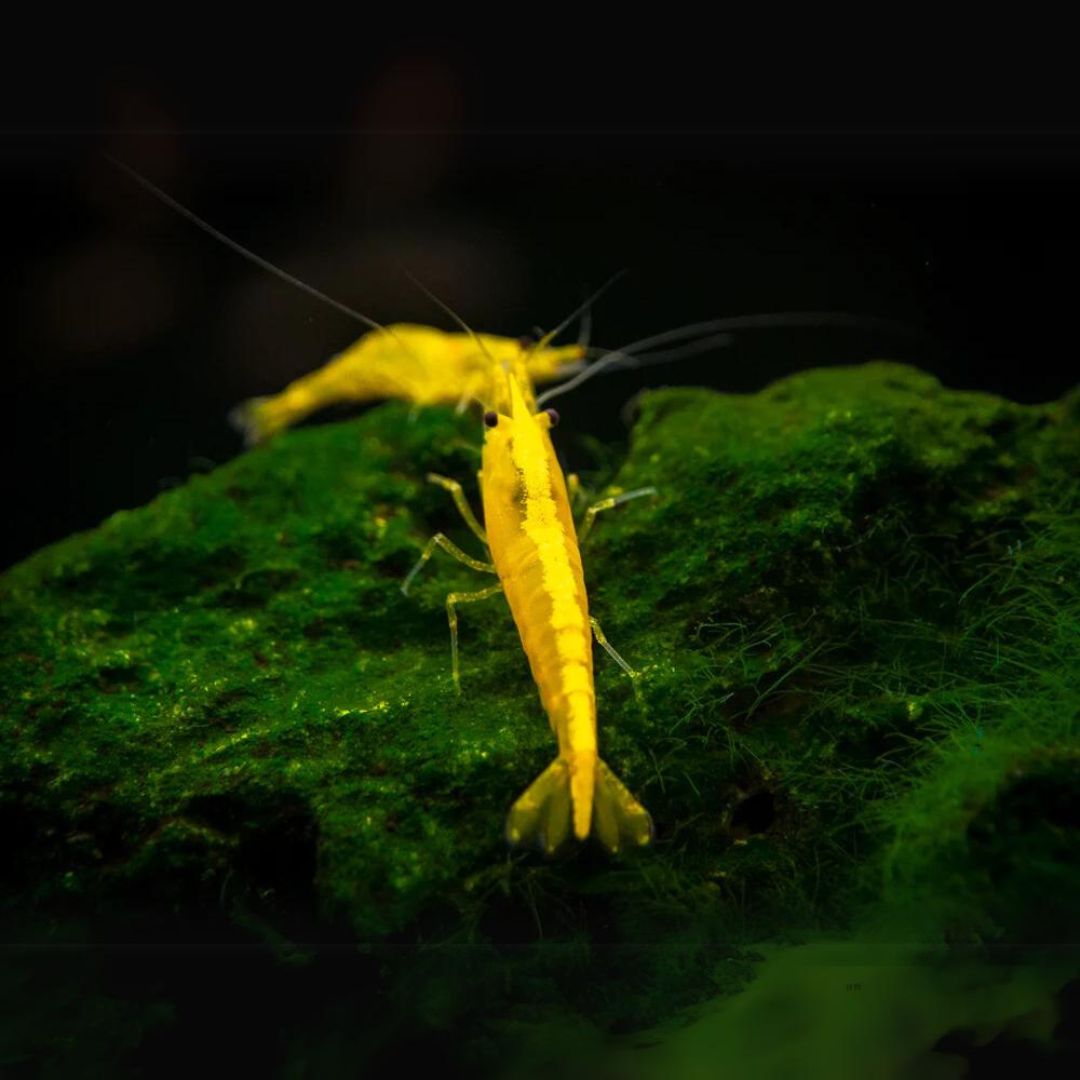 Shrimp Golden Back | Single