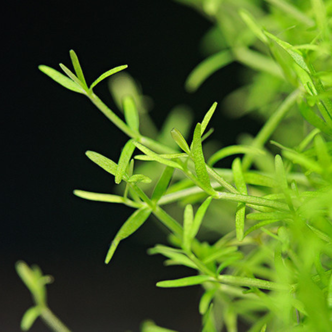 ADA IC299 Microcarpaea Minima Merrill | TC Live Plant