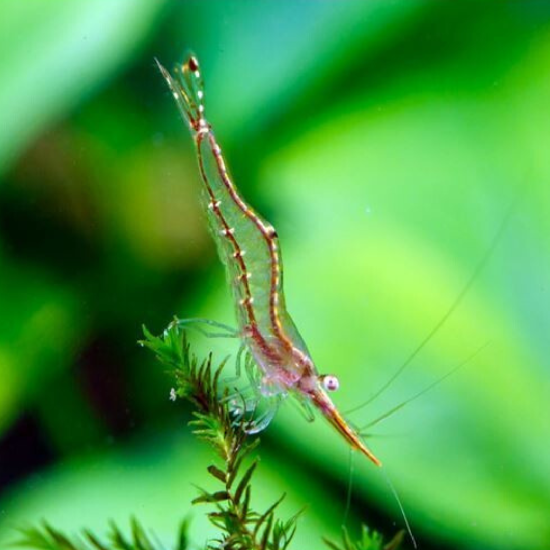 Shrimp Red Nose | Single
