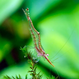 Shrimp Red Nose | Single