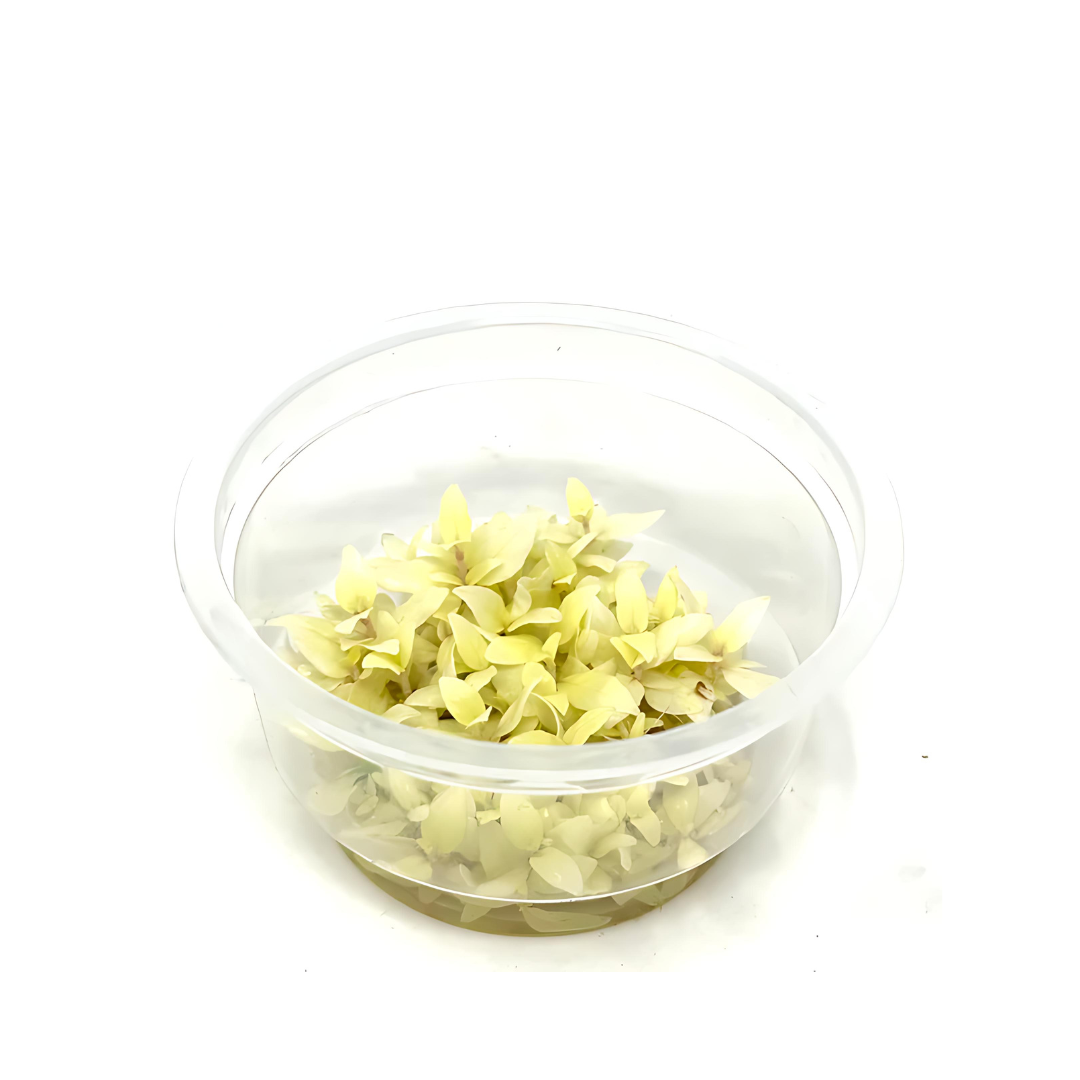 ADA IC324 Staurogyne Repens Varigated | TC Live Plant