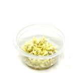 ADA IC324 Staurogyne Repens Varigated | TC Live Plant