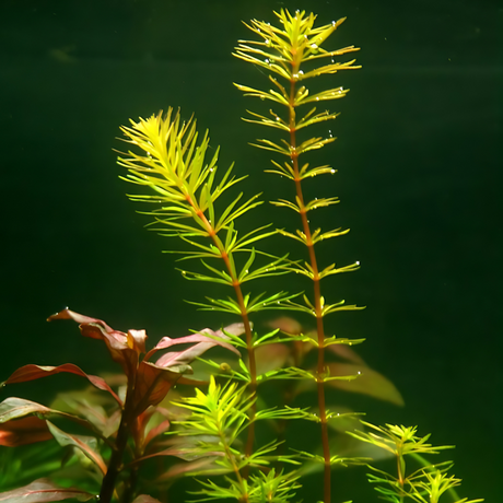 Sreepadma C119 Rotala Sp Bangladesh | TC Live Plant