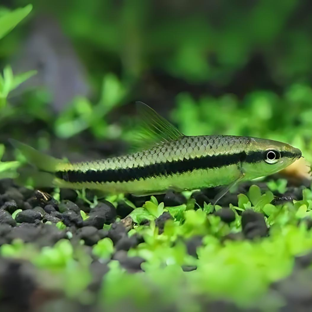 Siamese Algae Eater