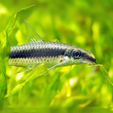 Live Fish Siamese Algae Eater