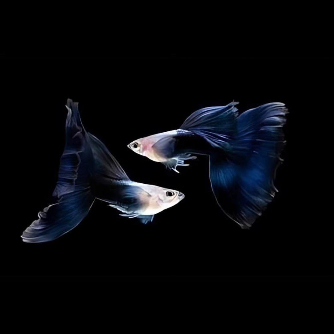 Guppy HB Blue