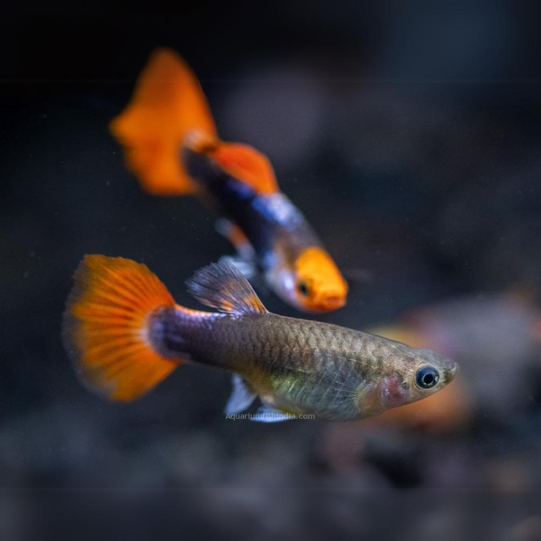 Guppy Tuxedo Koi