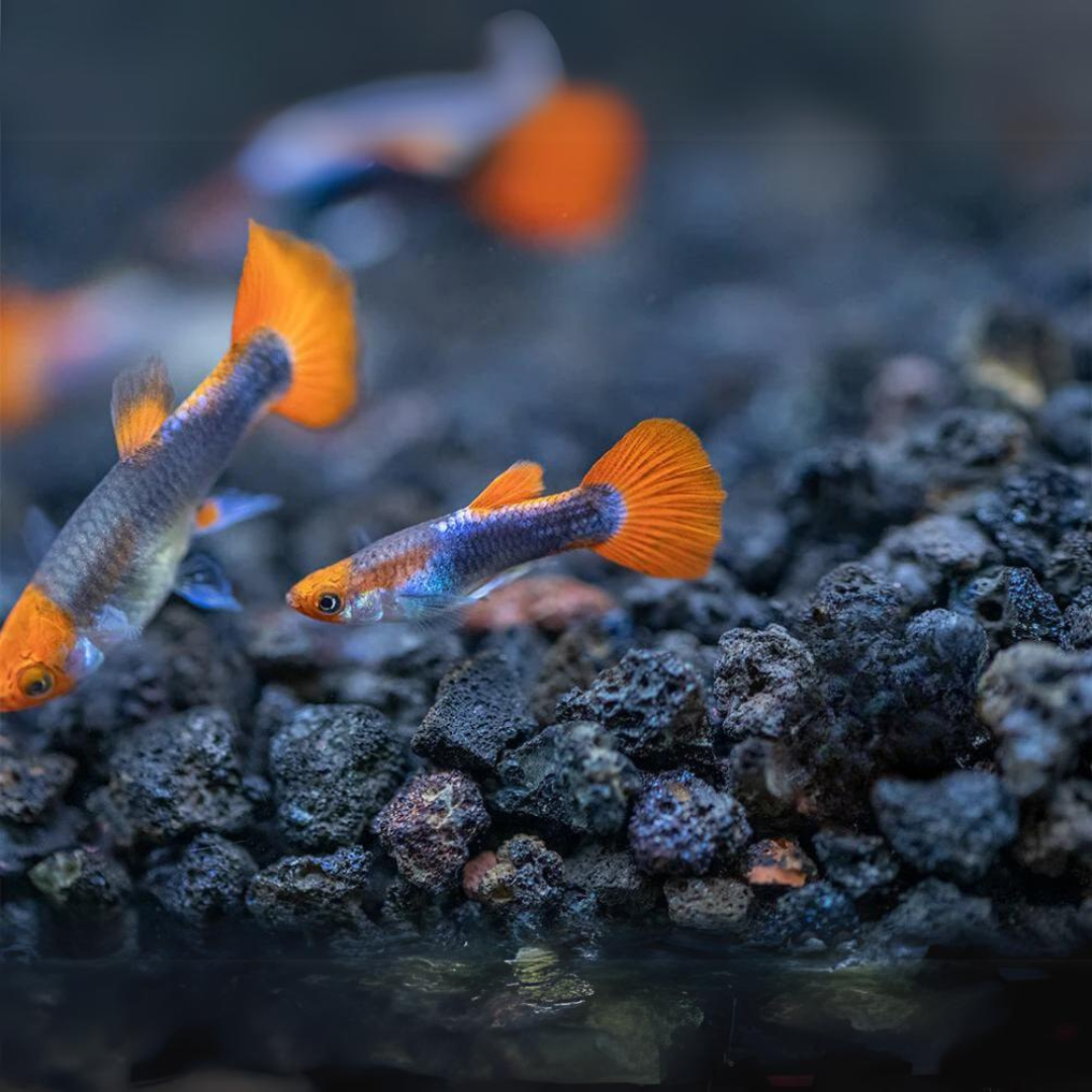 Guppy Tuxedo Koi