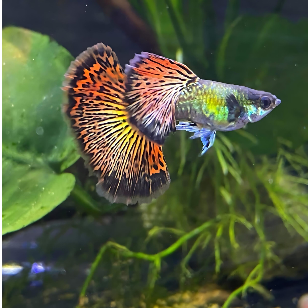 Guppy Red Dragon