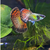 Guppy Red Dragon
