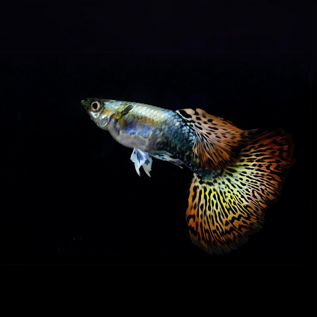 Guppy Red Dragon