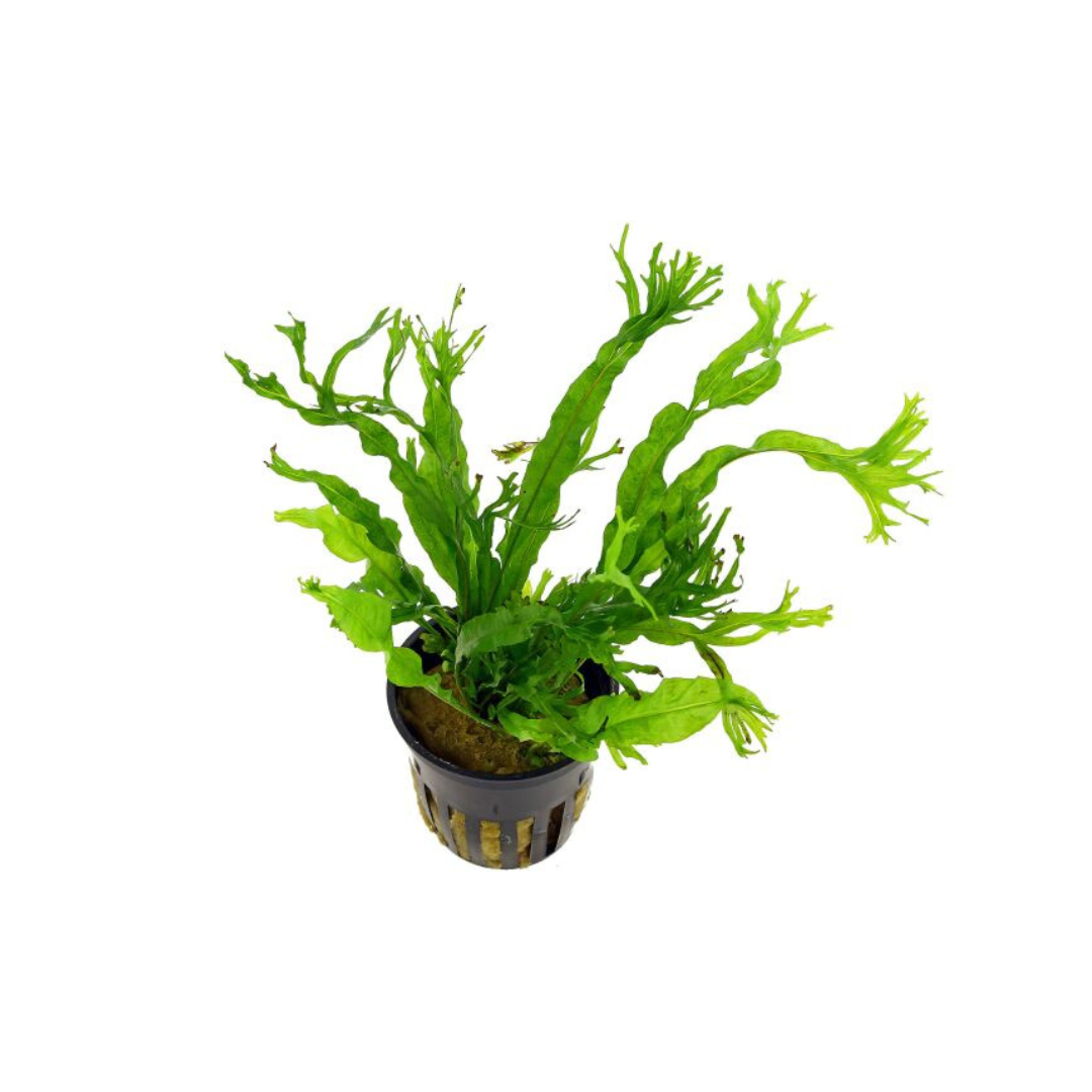 Microsorum pteropus 'Windeløv' | Windelov Java Fern | Lace Java Fern ...