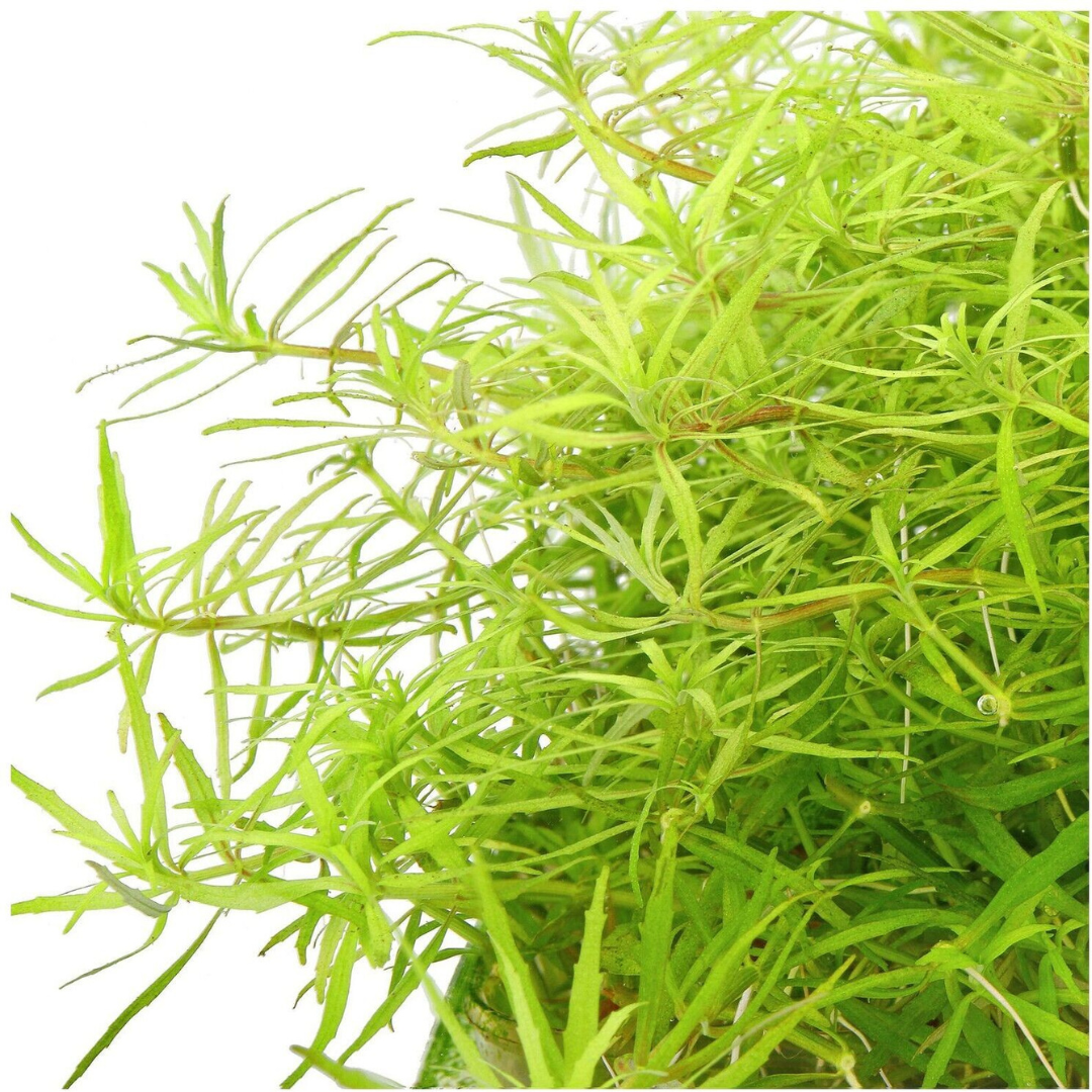 ADA IC419 Limnophila Aromatica Sp Vietnam | TC Live Plant