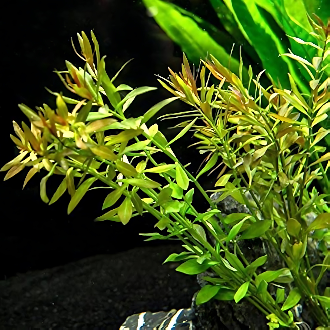 ADA IC429 Ludwigia Arcuata Narrow Leaf | TC Live Plant
