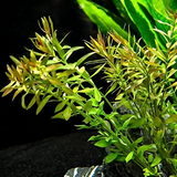 ADA IC429 Ludwigia Arcuata Narrow Leaf | TC Live Plant