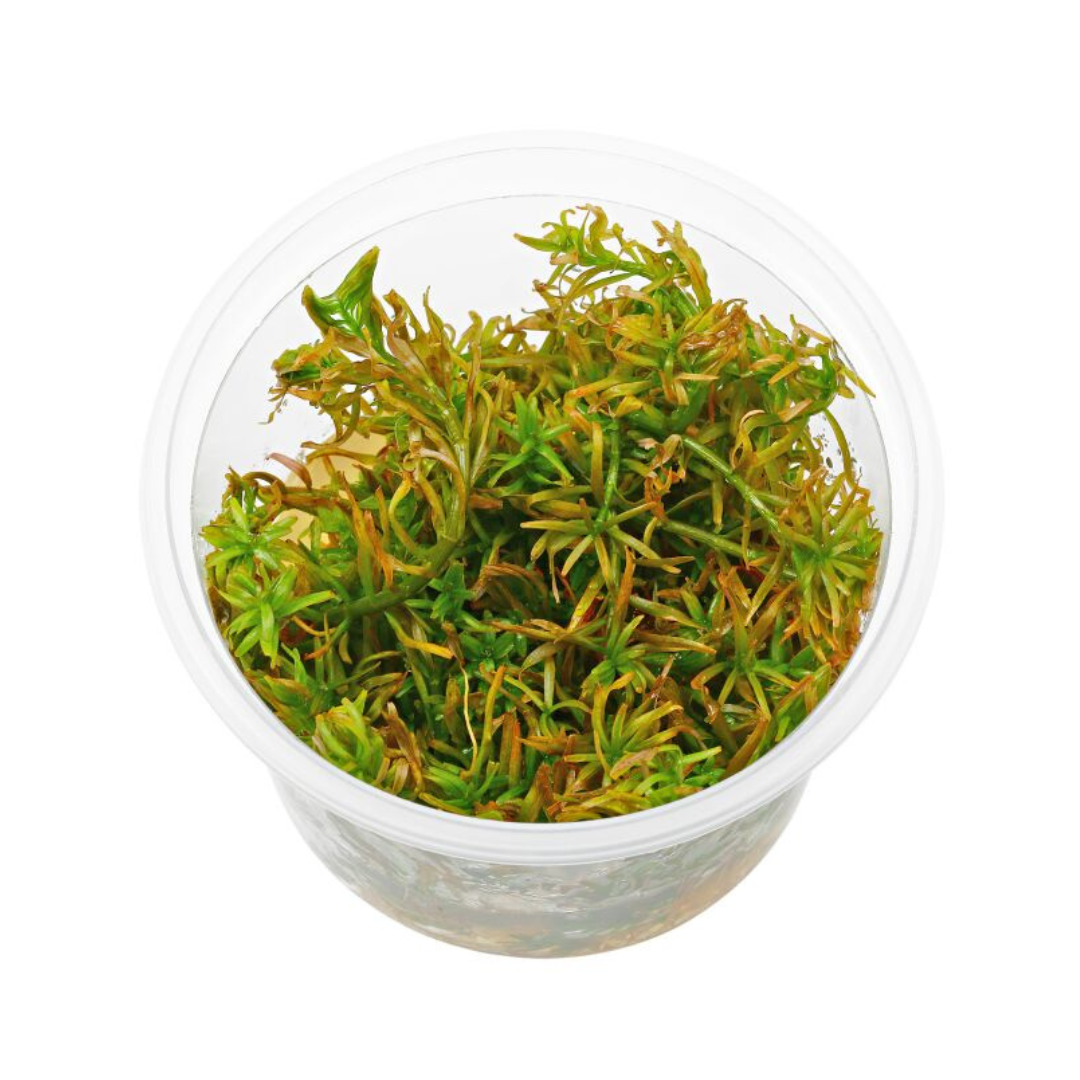 ADA IC436 Rotala Mexicana Goais | TC Live Plant