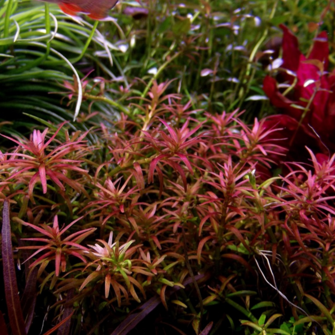 ADA IC436 Rotala Mexicana Goais | TC Live Plant