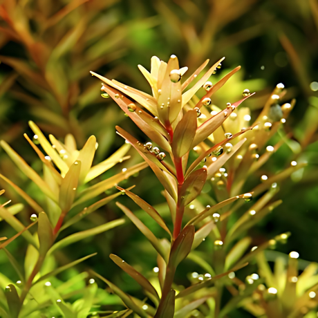 Sreepadma C91  Rotalla Ceylon | TC Live Plant