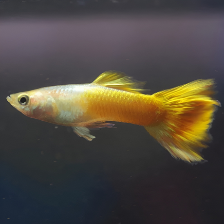 Guppy Pingu Wild Tail