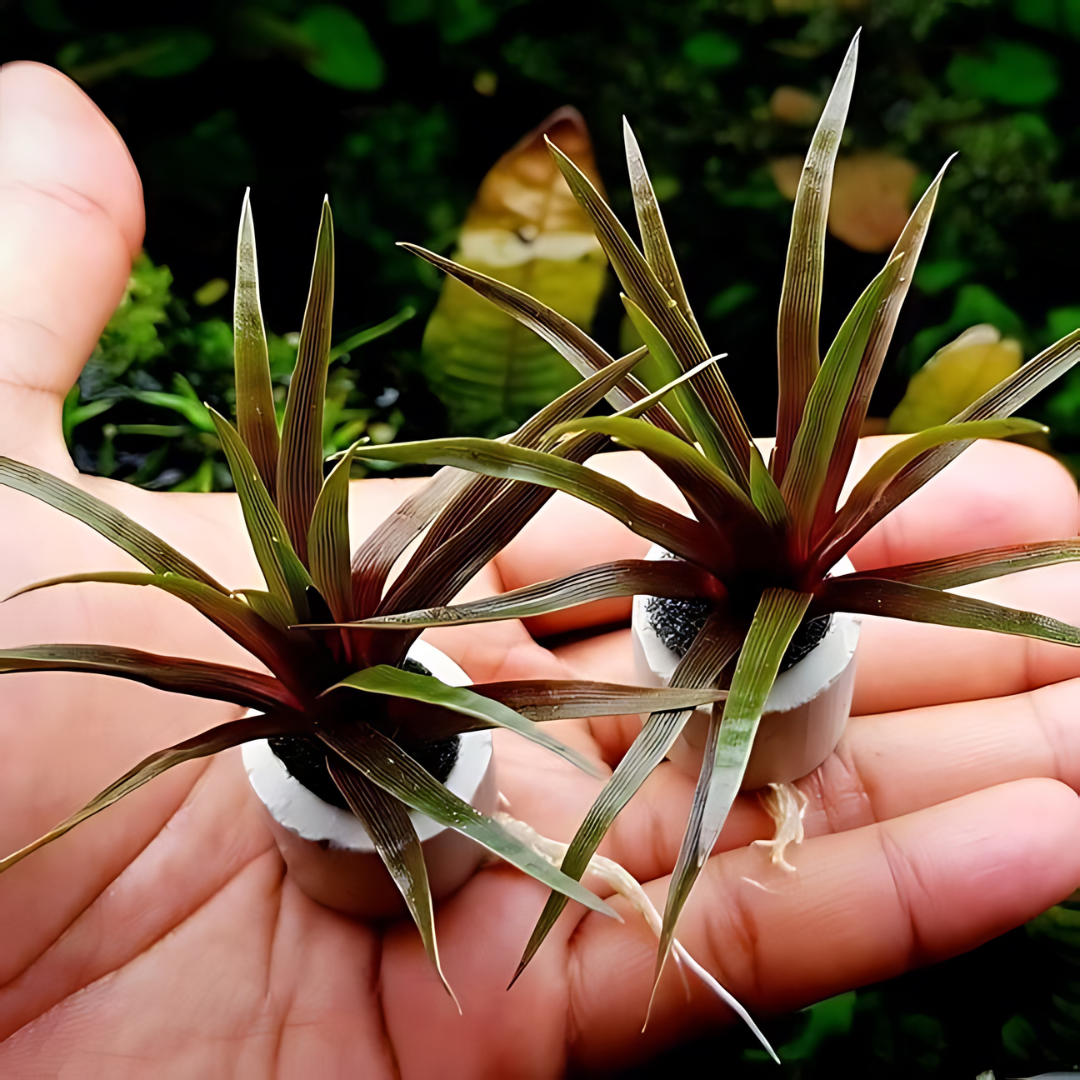 Sreepadma A41  Eriocaulon Quinquangulare | TC Live Plant