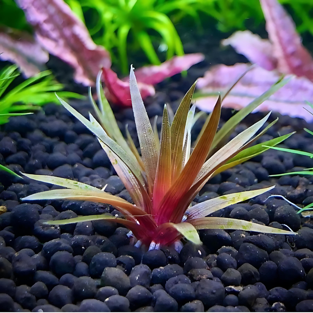 Sreepadma A41  Eriocaulon Quinquangulare | TC Live Plant