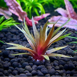 Sreepadma A41  Eriocaulon Quinquangulare | TC Live Plant