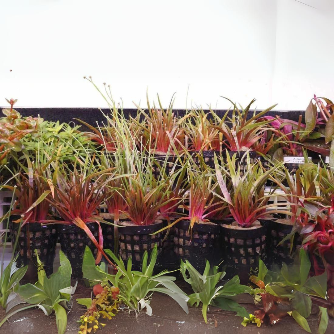 Sreepadma A41  Eriocaulon Quinquangulare | TC Live Plant