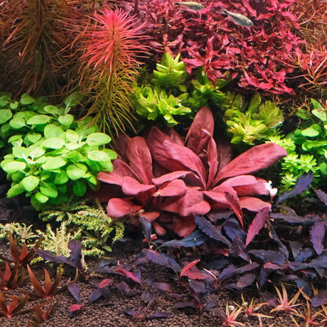 ADA IC471 ಸಮೋಲಸ್ ಪಾರ್ವಿಫ್ಲೋರಸ್ ರೆಡ್ | TC ಲೈವ್ ಪ್ಲಾಂಟ್