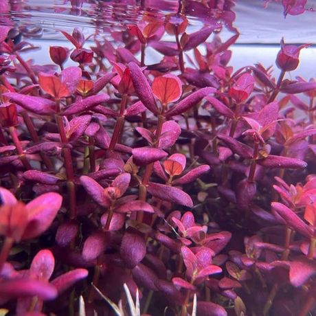 Sreepadma C117 Bacopa Salzmanii Purple var SG | TC Live Plant
