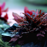 Sreepadma C31  Hygrophilla Pinnatifida UK | TC Live Plant