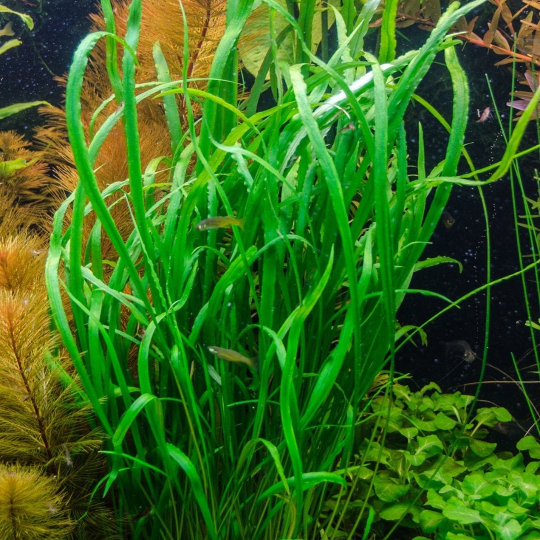 ADA IC685 Cryptocoryne Spiralis Caudigera | TC Live Plant