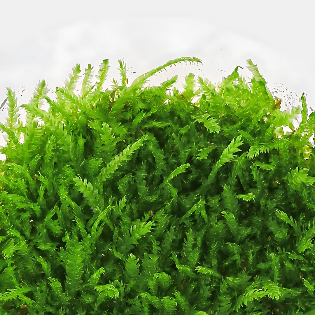 ADA IC802 Callicostella Prabaktiana | TC Live Plant