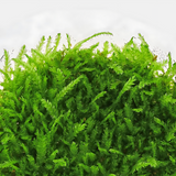 ADA IC802 Callicostella Prabaktiana | TC Live Plant