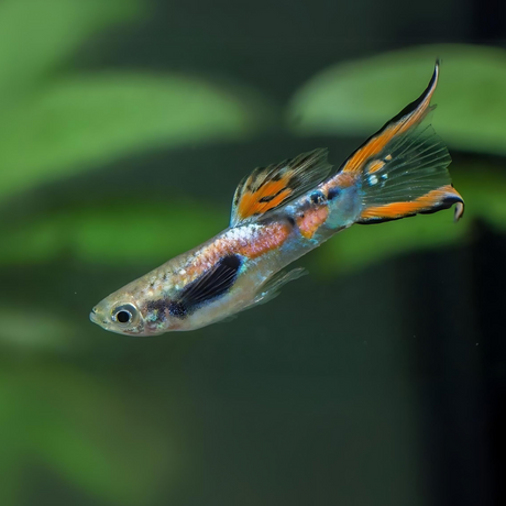 Live Fish Guppy Endler