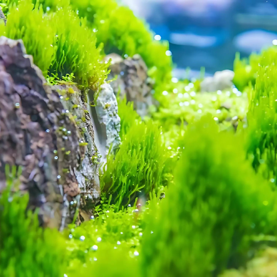 ADA IC805 Taxiphyllum Sp Flame Moss | TC Live Plant