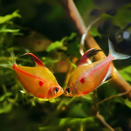 Bleeding Heart Tetra | Single