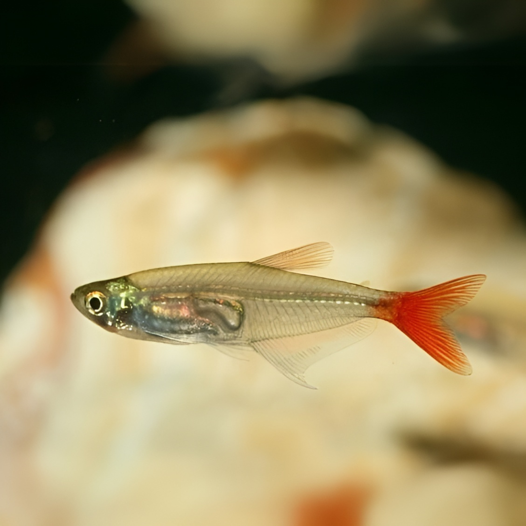 Fish Single Live Fish Blood Fin Tetra Fish | Planted Tank Fish | Single ...