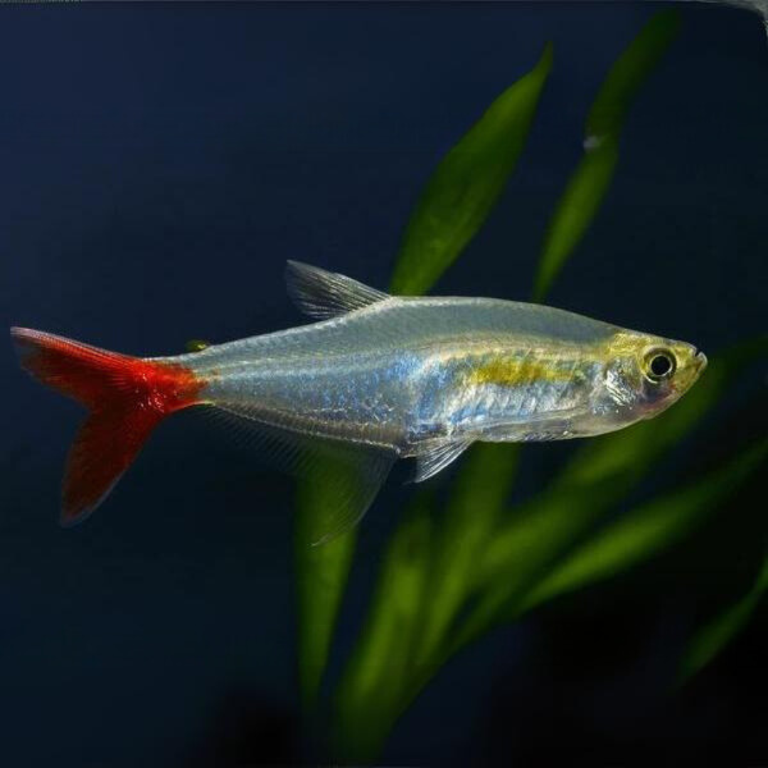 Fish Single Live Fish Blood Fin Tetra Fish | Planted Tank Fish | Single ...