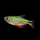 Buenos Aires Tetra | Planted Tank Fish | Single