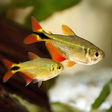 Buenos Aires Tetra | Planted Tank Fish | Single