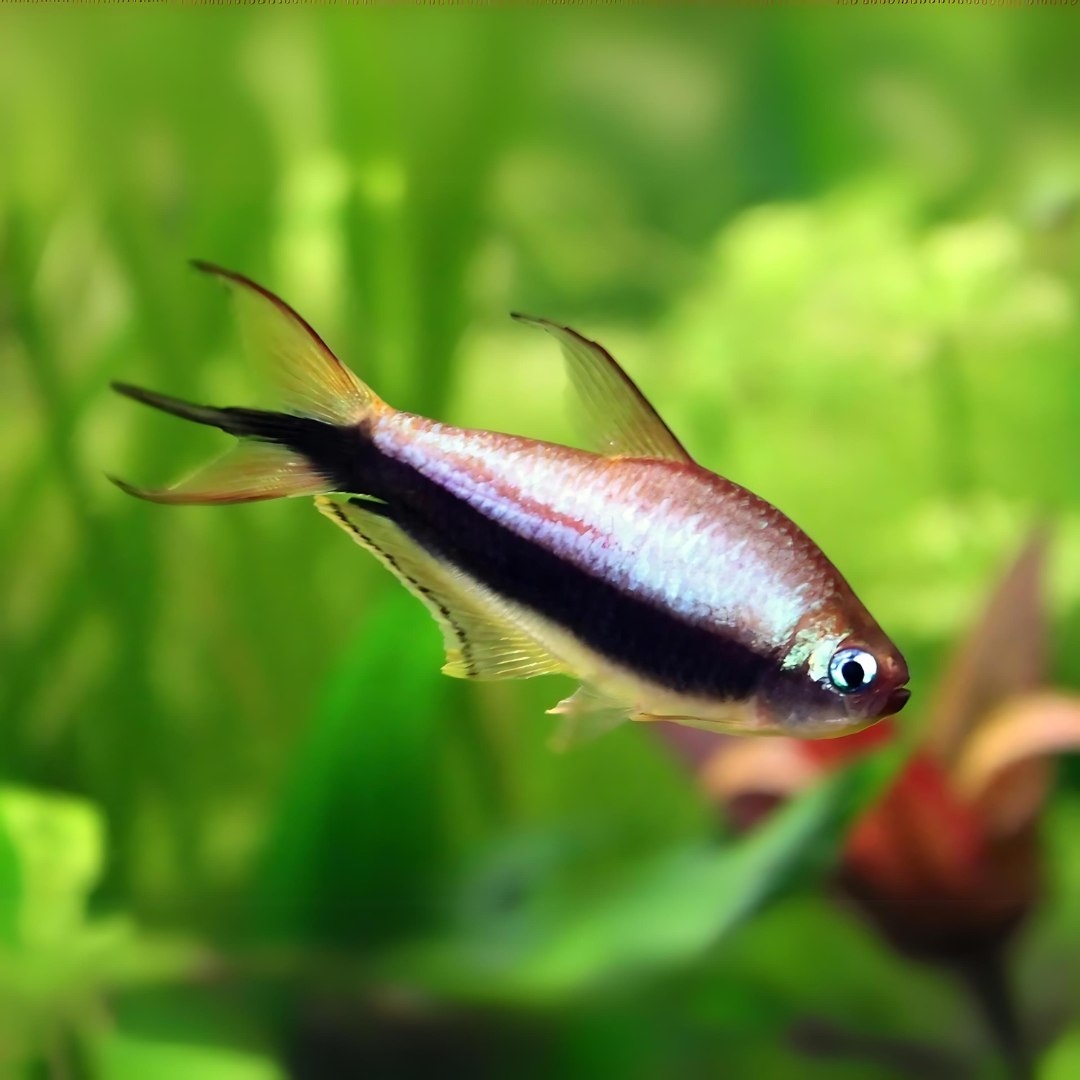 Emperror Tetra | Planted Tank Fish | Single