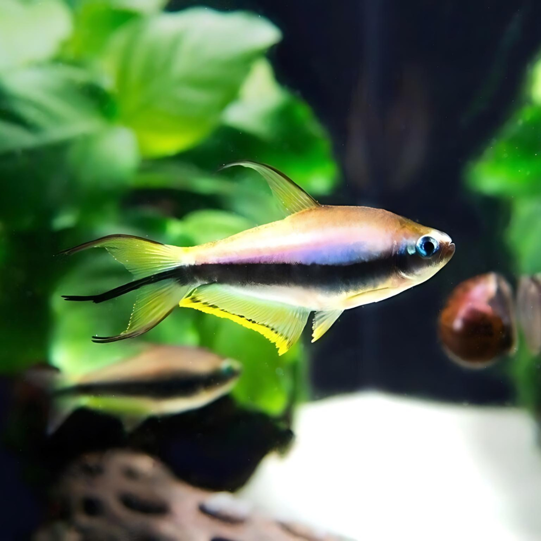 Emperror Tetra | Planted Tank Fish | Single