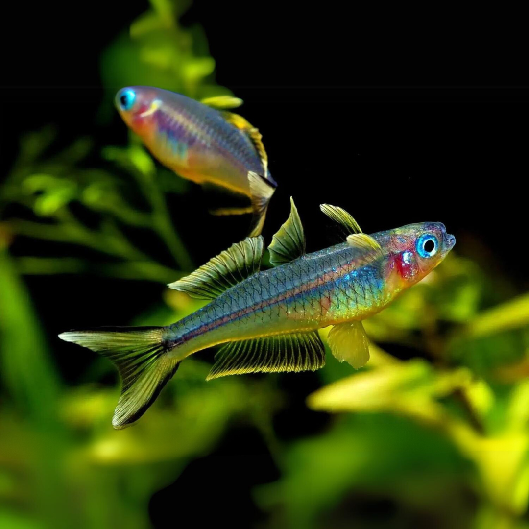 Rainbow Fork Tail | Planted Tank Fish | Pair