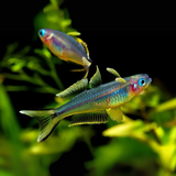 Rainbow Fork Tail | Planted Tank Fish | Pair
