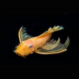 ಅಕ್ವೇರಿಯಂ ಲೈವ್ ಮೀನು | Bristlenose Pleco ಮೀನು | ಗಾತ್ರ 2"