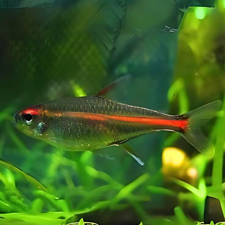 Live Fish Glow Light Tetra | Planted Tank Fish | Single