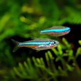 Green Neon Tetra | Planted Tank Fish | Single