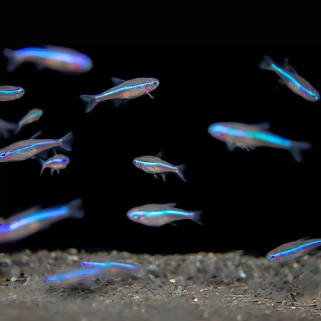 Live Fish Green Neon Tetra | Planted Tank Fish | Single