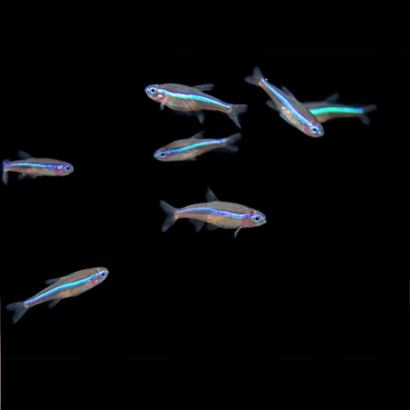 Live Fish Green Neon Tetra | Planted Tank Fish | Single